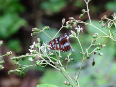 Oleria cyrene solida