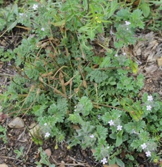 Glandularia quadrangulata