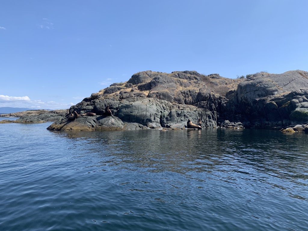 Steller Sea Lion from Salish Sea, Strathcona J (Discovery Islands ...
