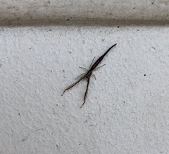 Mantisatta longicauda