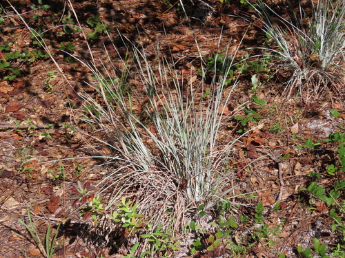 Image of Chalky Bluestem by (c) geosesarma, some rights reserved (CC BY)