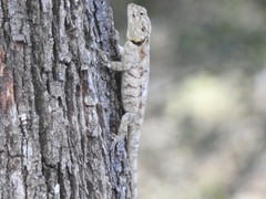 Acanthocercus atricollis