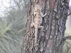 Acanthocercus atricollis