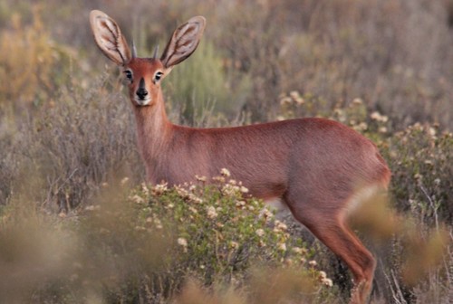 Steenbok, photo 9 of 10
