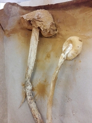 Battarreoides diguetii