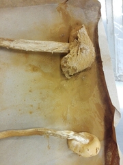 Battarreoides diguetii