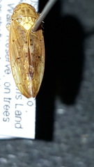 Ponana quadralaba
