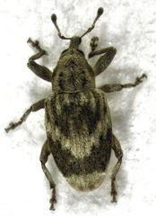 Aneuma compta