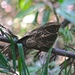 Rufous Nightjar - Photo (c) Dan A-M, some rights reserved (CC BY-NC), uploaded by Dan A-M