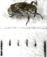 Aneuma compta