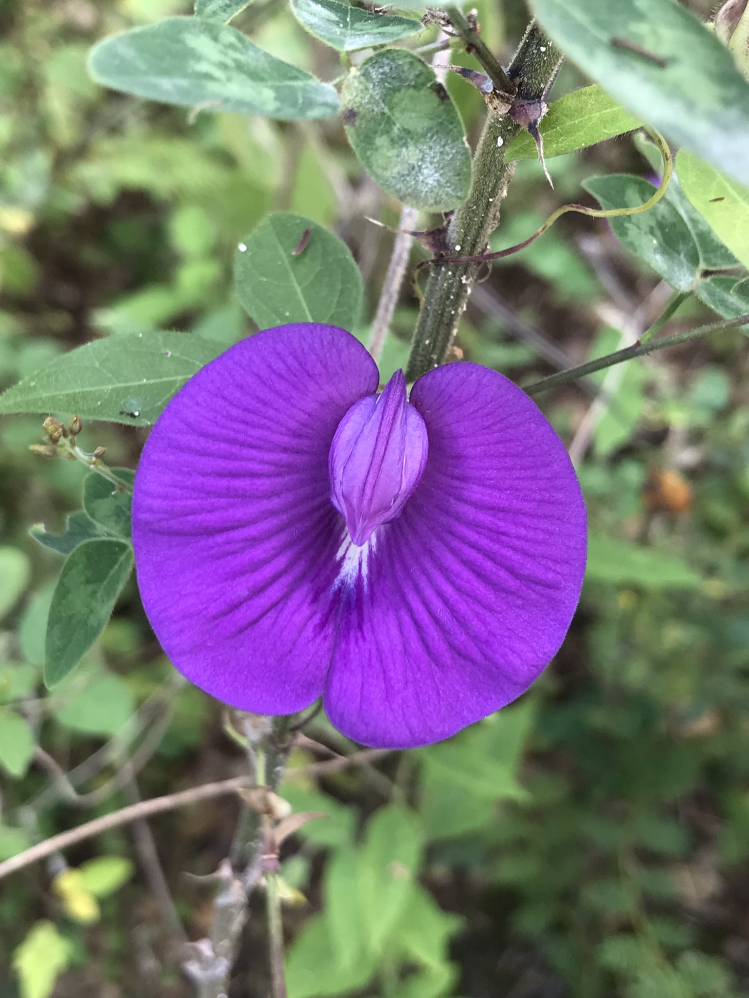 Centrosema brasilianum