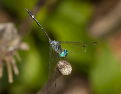 Micrathyria dictynna