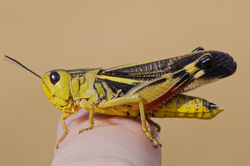 Large Banded Grasshopper