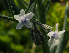 Anchusa strigosa