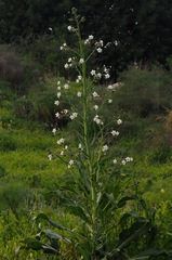 Anchusa strigosa