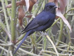 Melaenornis edolioides