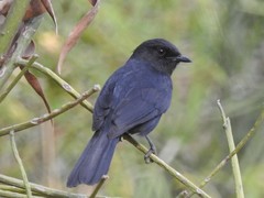 Melaenornis edolioides