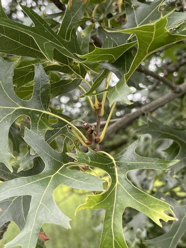 northern pin oak