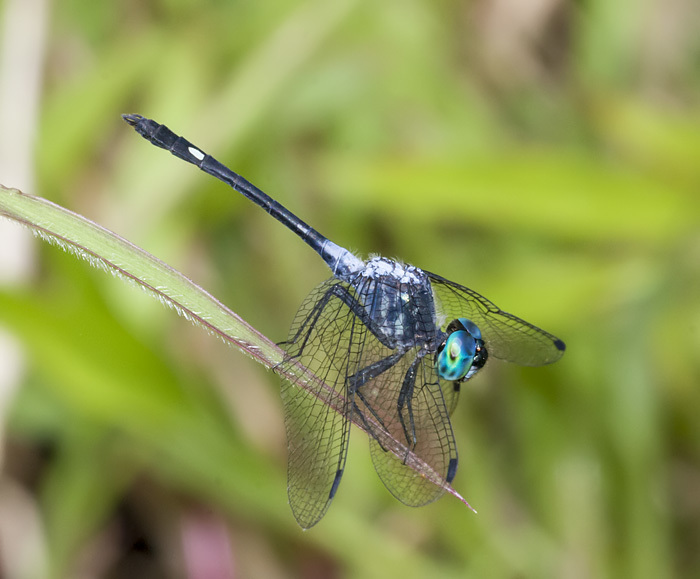 Micrathyria iheringi