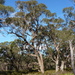 Eucalyptus viminalis cygnetensis - Photo 由 Dean Nicolle 所上傳的 (c) Dean Nicolle，保留部份權利CC BY-NC