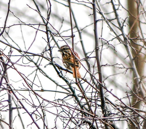 Song Sparrow photographed in Wisconsin