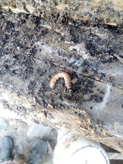 Cossidae