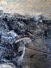 Cossidae