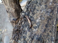 Cossidae