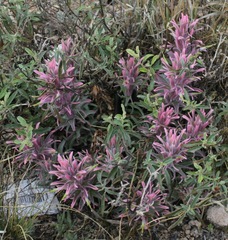 Castilleja sessiliflora