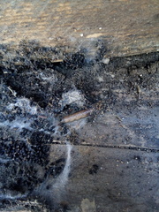 Cossidae