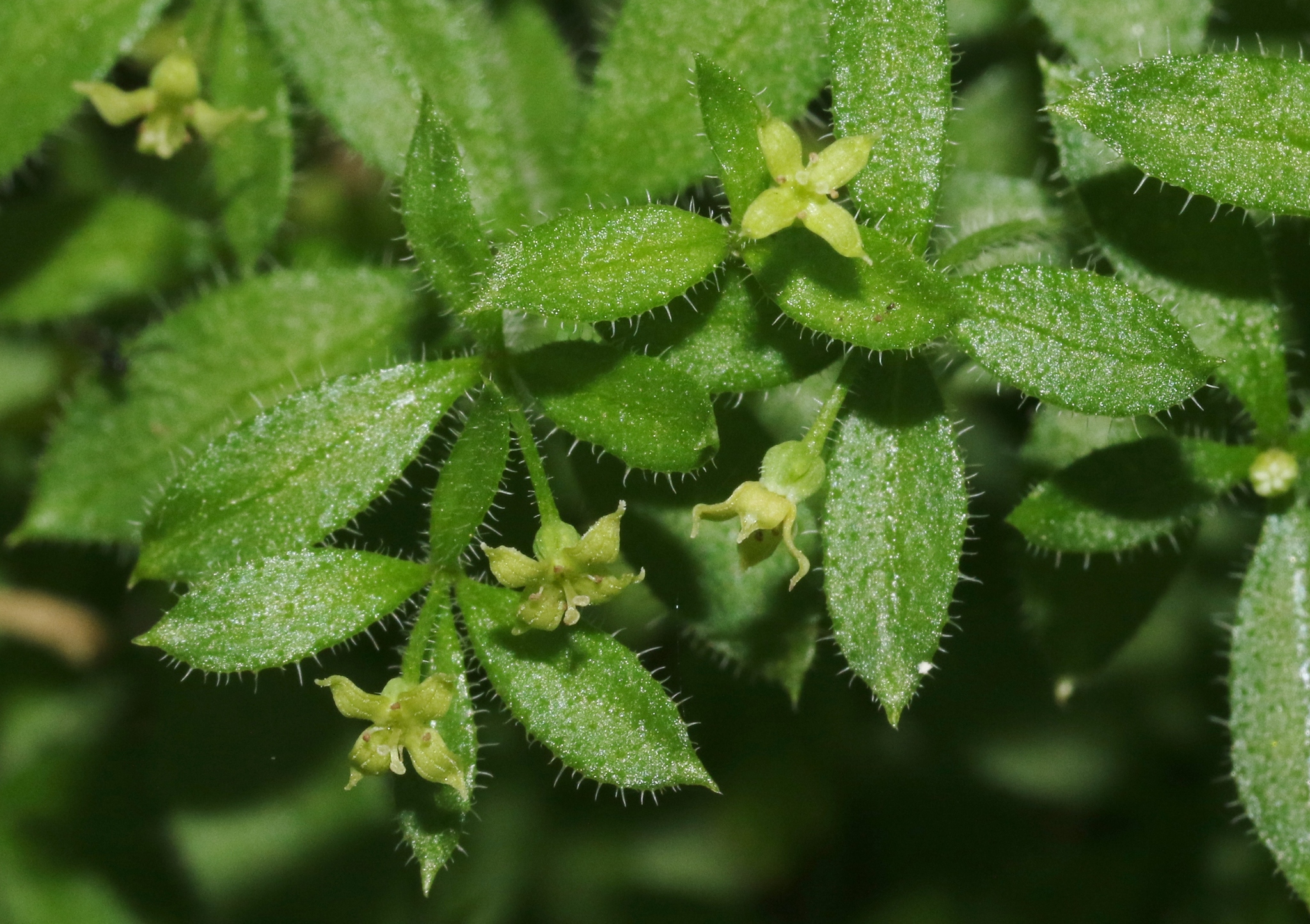 Galium californicum