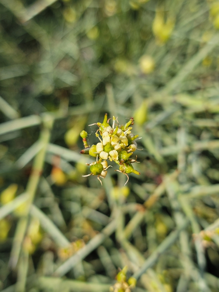 Crucifixion thorn (Canotia holacantha)