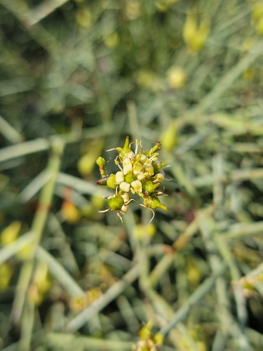 Crucifixion thorn (Canotia holacantha)