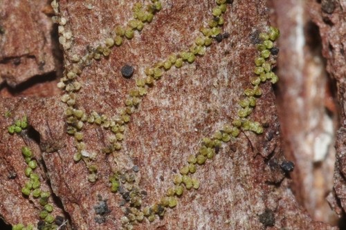 Myriocoleopsis minutissima