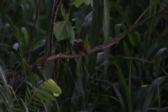 Thamnophilus doliatus image