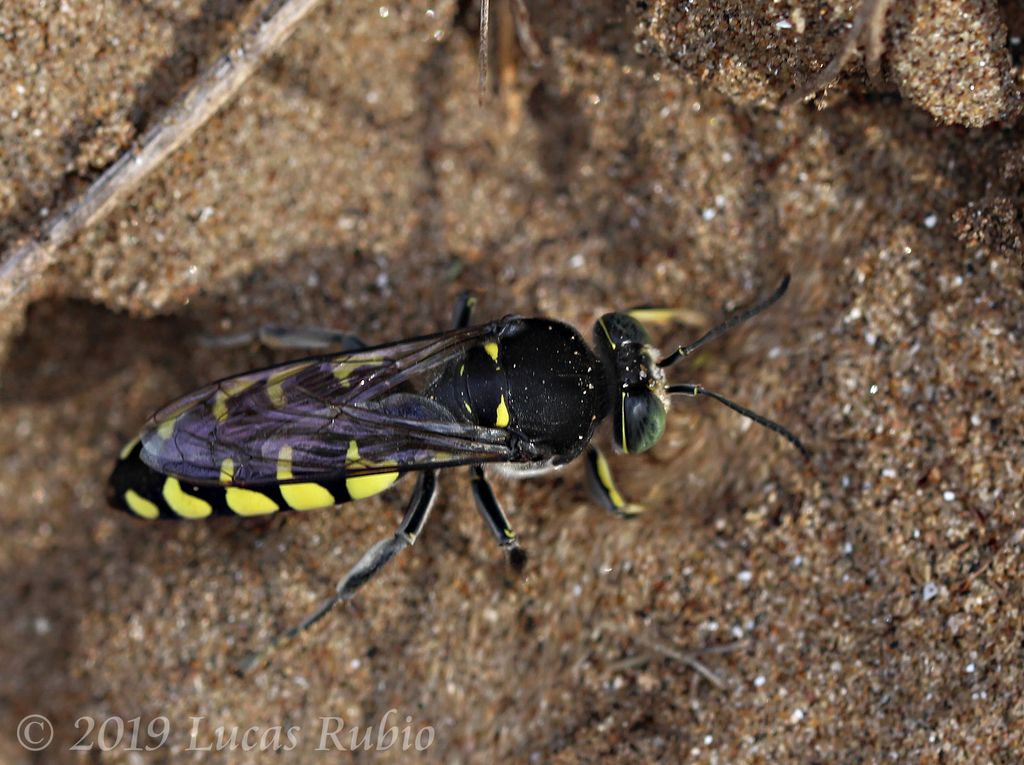 Stictia flexuosa
