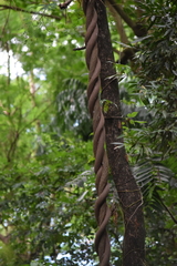 Magnoliopsida