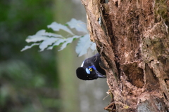 Cyanocorax chrysops