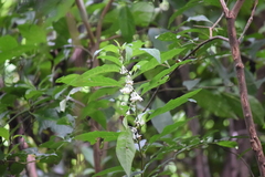 Magnoliopsida