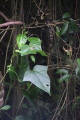 Magnoliopsida
