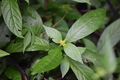 Pachystachys lutea