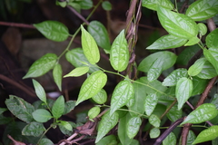 Magnoliopsida