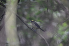 Trichothraupis melanops