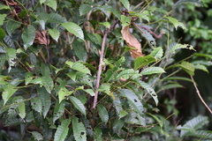 Magnoliopsida