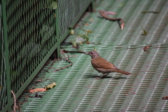 Turdus leucomelas