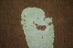 Fungi