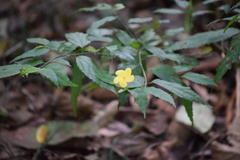 Magnoliopsida