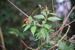 Justicia brasiliana