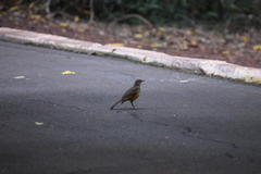 Turdus rufiventris