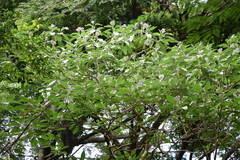 Magnoliopsida